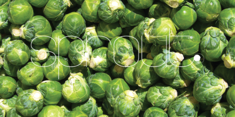 001_Sprout_Logo 1