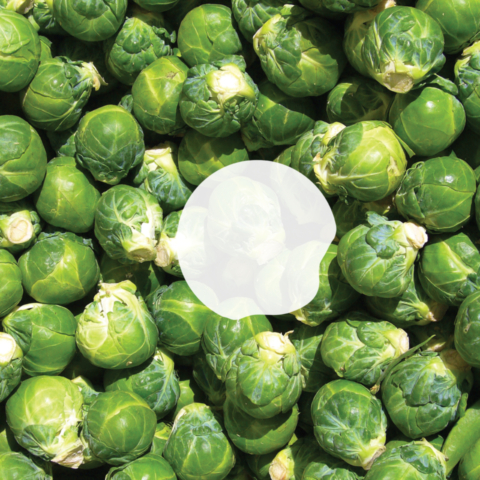 002_Sprout_Logo